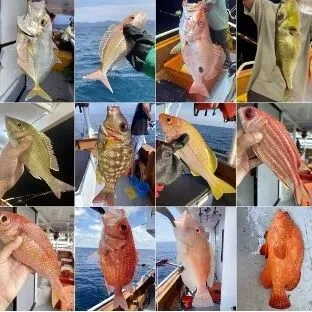 Grid of catch photographs: snapper, grouper and other reef fish held up on deck.