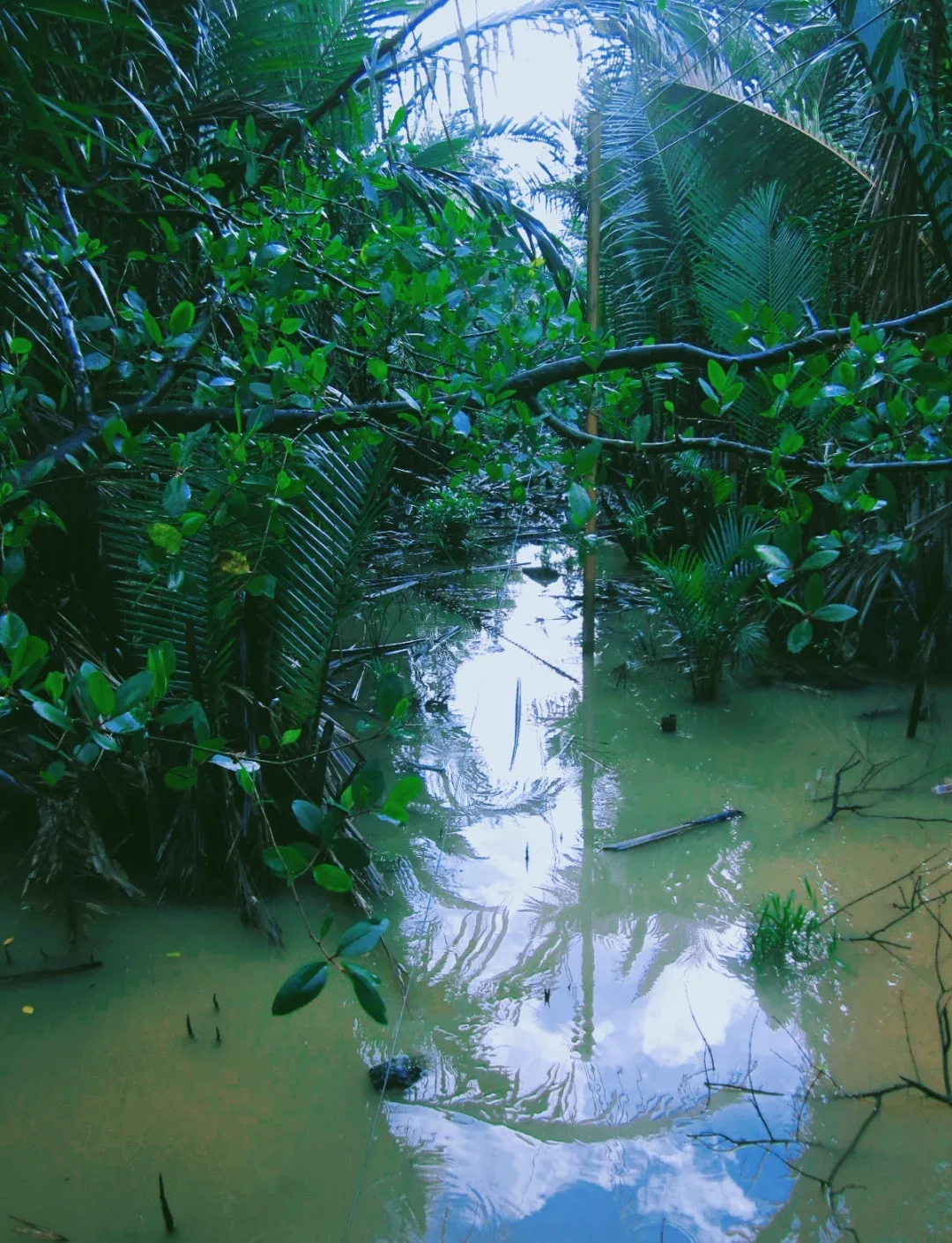 A narrow channel through nipa palms and mangroves, with sky reflected in the still green water.
