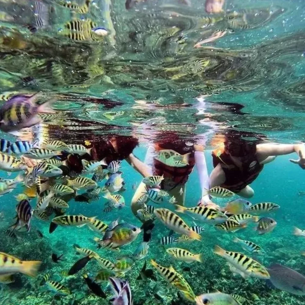 Three snorkellers at the surface, surrounded by a dense school of striped sergeant-major fish.