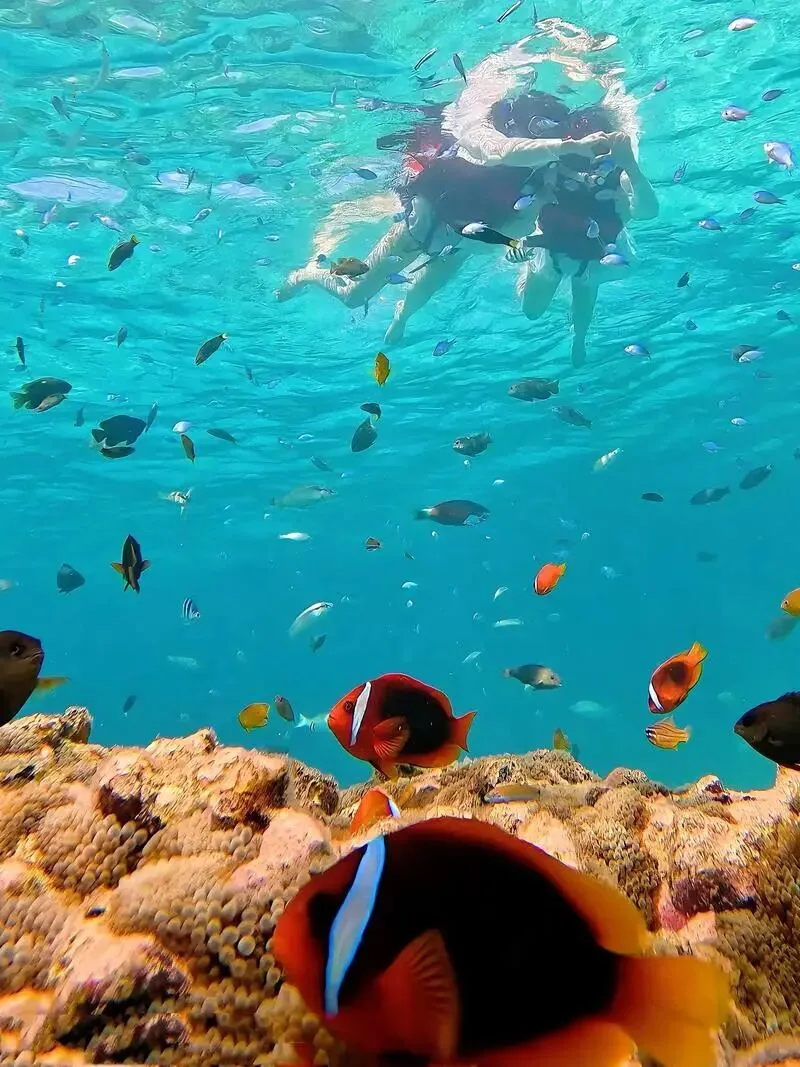 Two snorkellers float above a coral reef crowded with anemonefish and other reef fish.