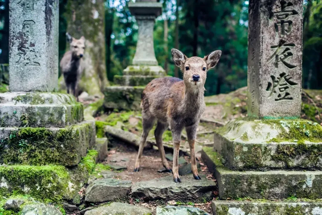 Deer in the Nara forest